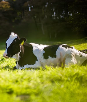 Explora el banco de recursos vivo especializado en el mundo rural, que recopila herramientas y servicios para el emprendimiento y el desarrollo rural.